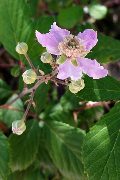 Ronce à feuilles d'ormes